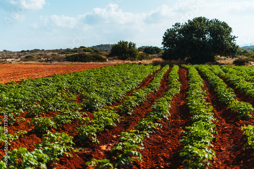 Potato farm photo