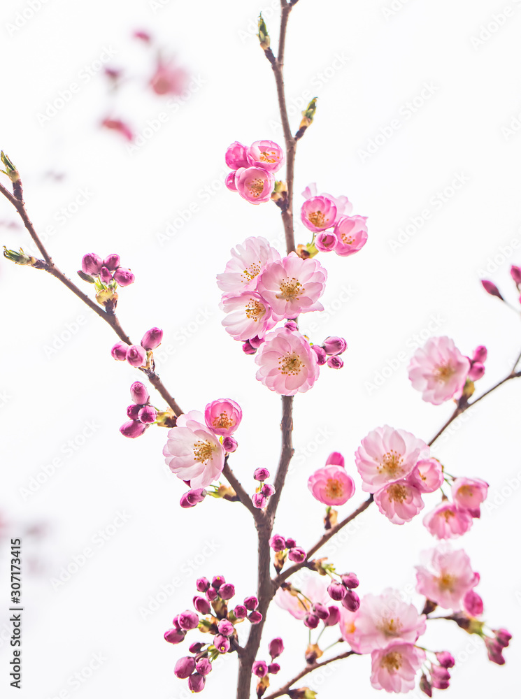 pink blooming flowers on the cherry tree