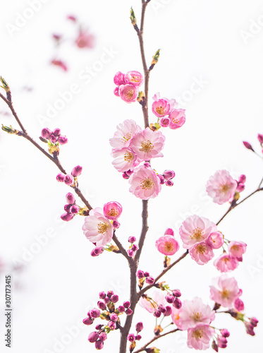 pink blooming flowers on the cherry tree © babaroga