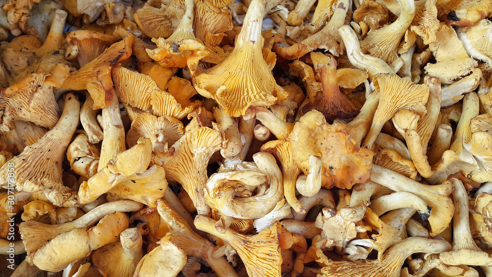 Edible Chanterelle mushrooms close-up Edible Chanterelle mushrooms close-up