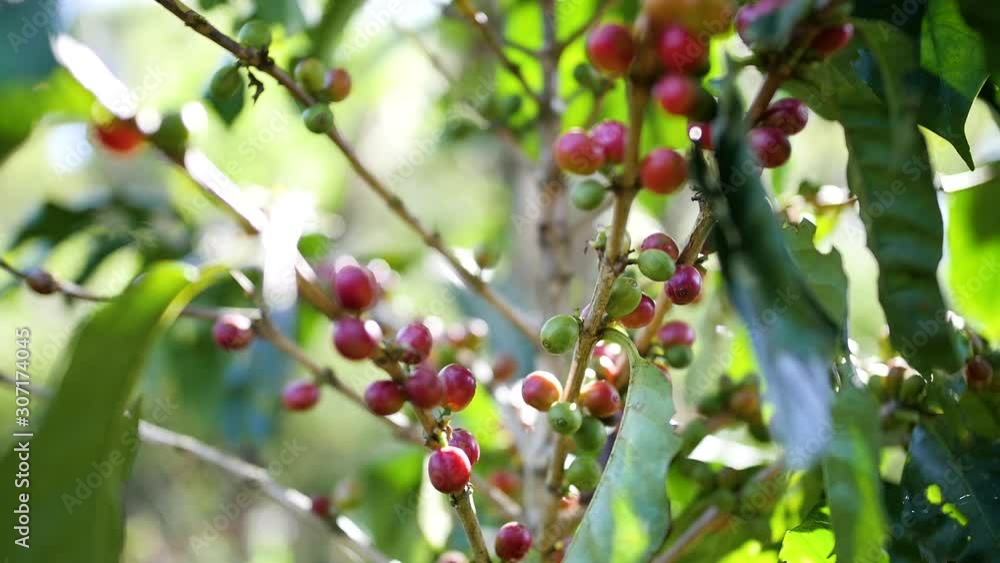 Organic Arabica coffee tree. coffee cherry beans. Organic Arabica coffee tree. coffee cherry beans.