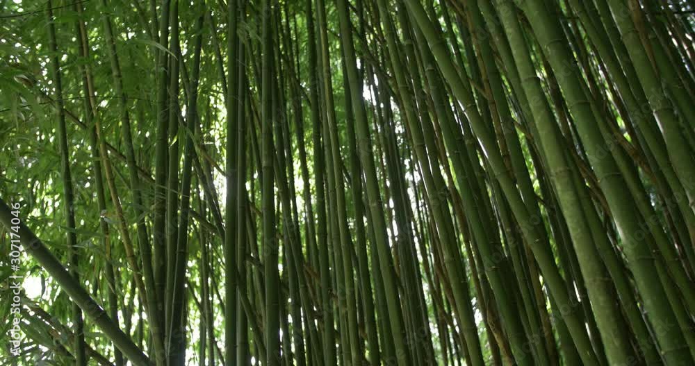 Sun shines through bamboo forest at the Alishan National Scenic Area in Taiwan, ROC. Sun shines through bamboo forest at the Alishan National Scenic Area in Taiwan, ROC.