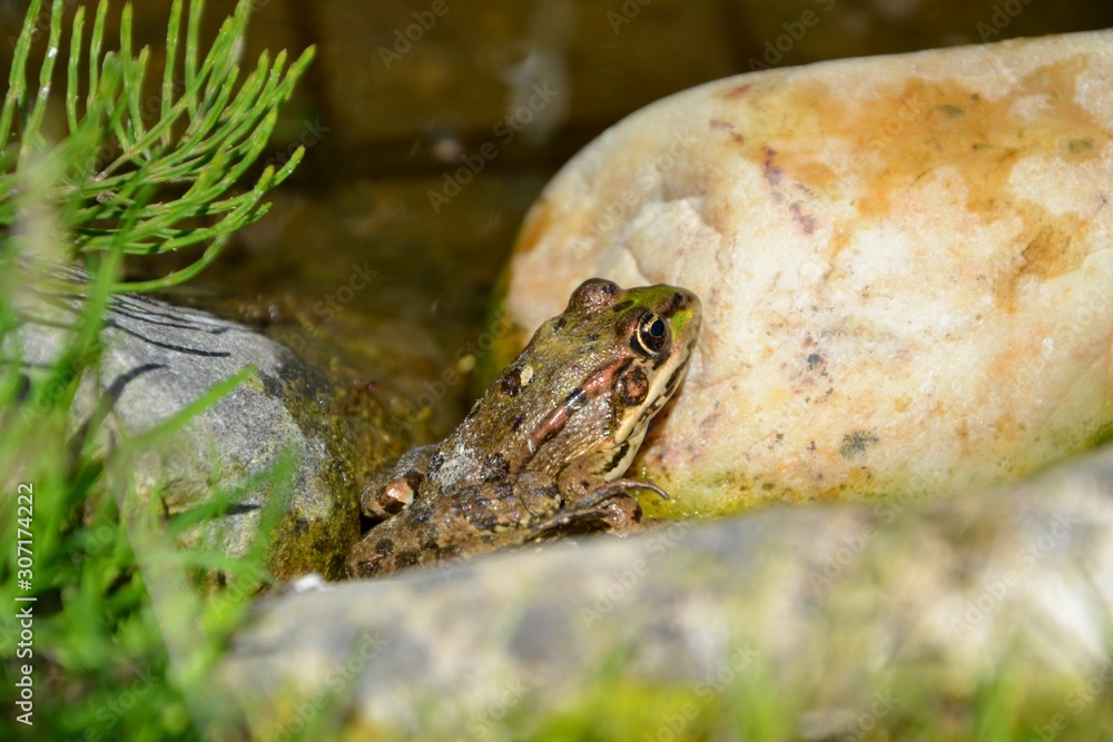 Obraz premium Grenouille