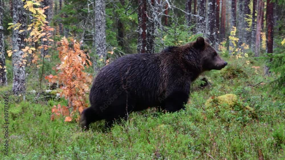 Brown bear in the autumn forest. Scientific name: Ursus Arctos.  Natural habitat.