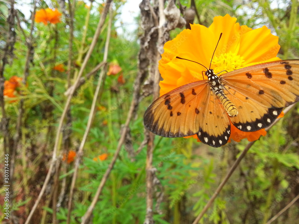 Obraz premium butterfly on yellow flower