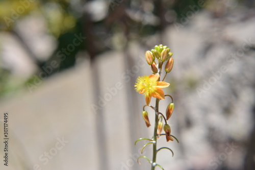 florcita silvestre de yuyos photo