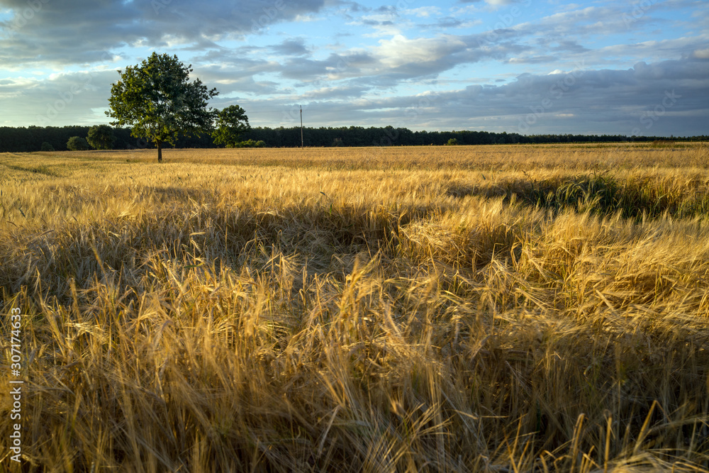 grain field near Lipce Reymontowskie, Poland