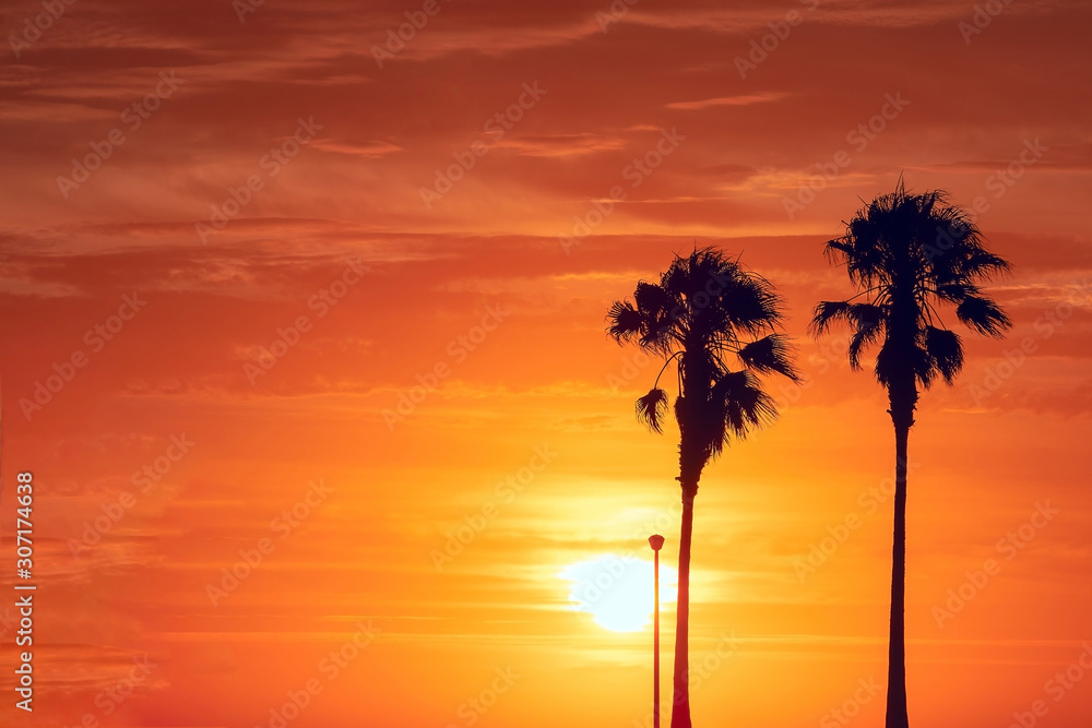 Palm trees silhouette at beautiful bright sunset