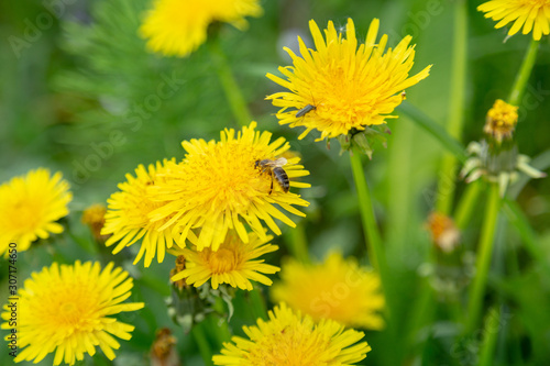 Working bee on a most popular springtime flower dandelion. Canonical lush spring foliage background.