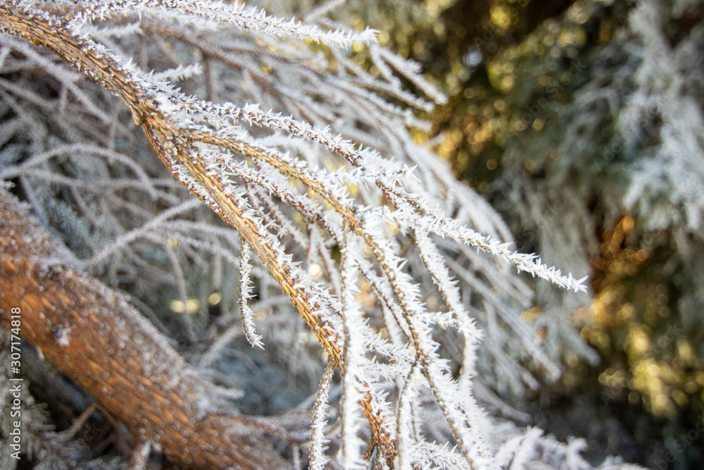 Obraz premium Winter