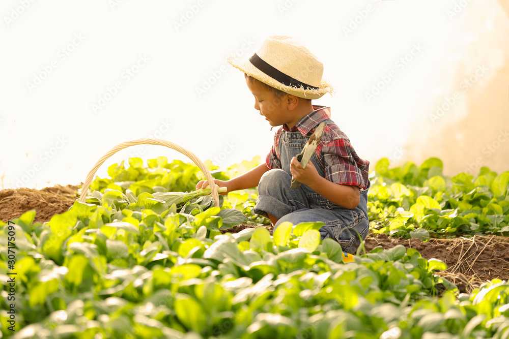 An Asian boy is picking vegetables from a plot in a organic house.