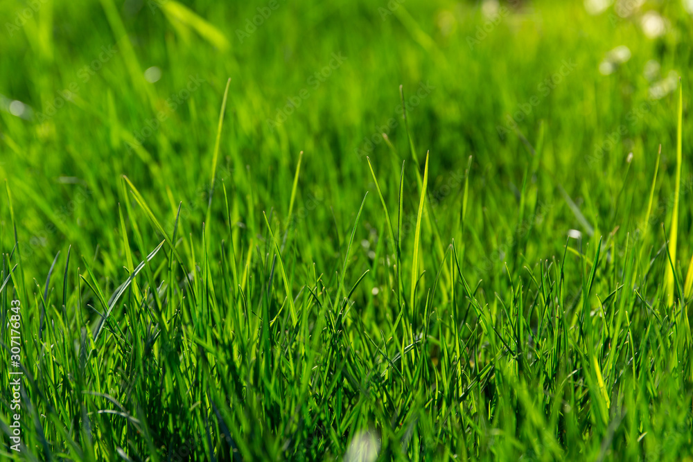 Fototapeta premium 美しい草原