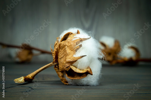 Cotton boll with natural cotton photo