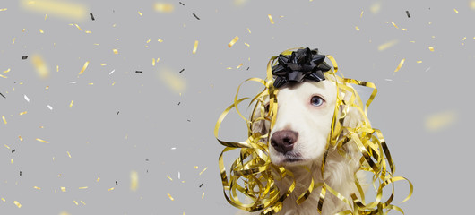 banner dog puppy new year, carnival or birthday present with blue eyes and golden and black serpentines isolated on gray background with confetti falling.