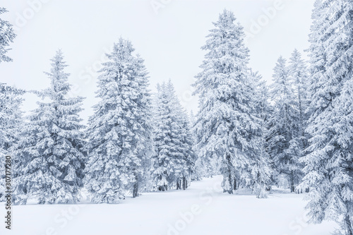 Verschneite Tannenbäume im Winter © by-studio