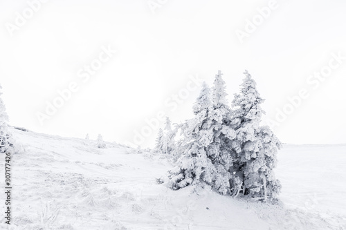 Verschneite Tannenbäume im Winter