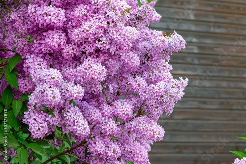 Lilac flowers on a bush with lush foliage leaf and copy space.