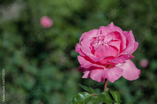 Wallpaper Mural Purple roses in a garden landscape. Rose bushes grow on the lawn, decorating the garden. Copy space Torontodigital.ca