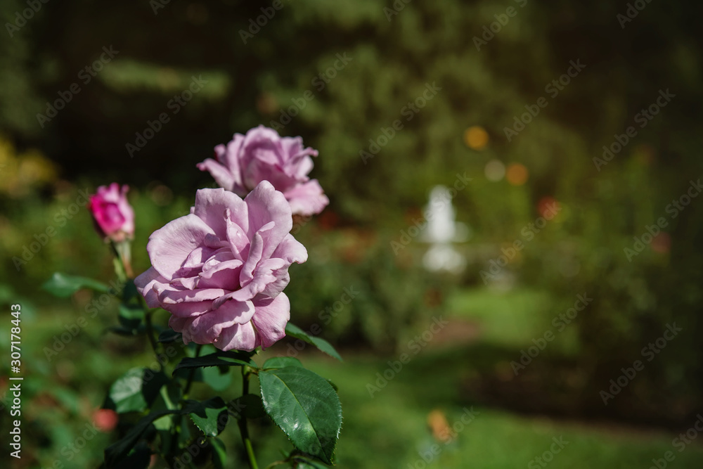 Purple roses in a garden landscape. Rose bushes grow on the lawn, decorating the garden.