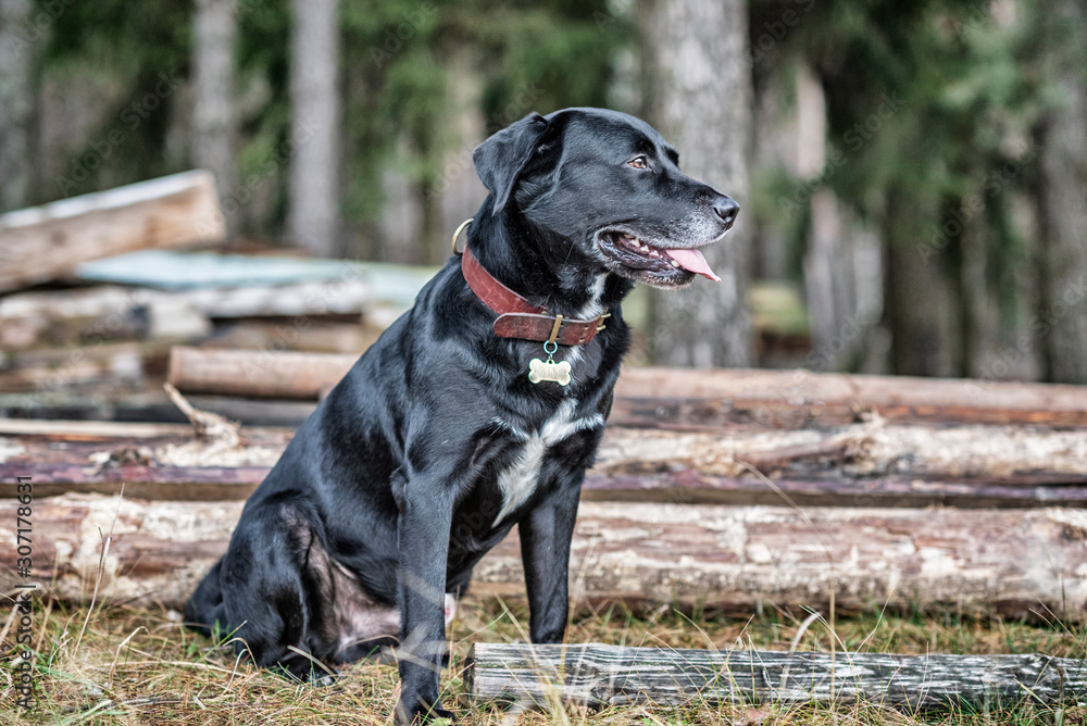 Labrador is sitting in the forest. Photographed close-up.