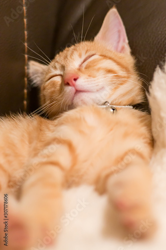 気持ちよく寝る猫 © yamak2