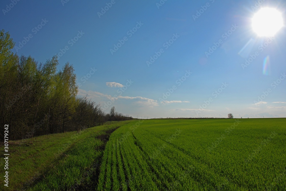 Obraz premium spring landscape