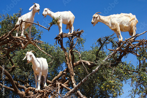 Goats in argan trees on the way between Marrakesh and Essaouira, Morocco. photo