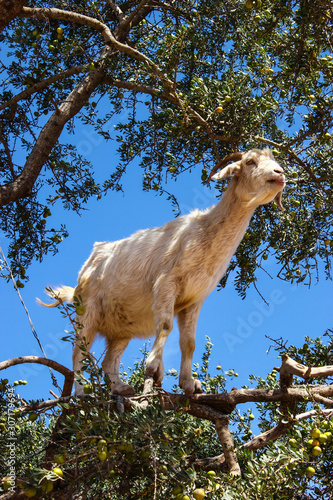 Goats in argan trees on the way between Marrakesh and Essaouira, Morocco. photo