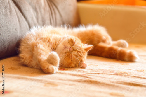 Fototapeta Naklejka Na Ścianę i Meble -  A charming kitty of exotic breed sleeps on her back in a room on the sofa on a sunny day.