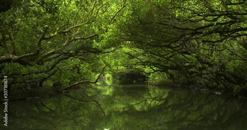 Mangrove jungle river with reflections. Sicao Green Tunnel in Taijiang National Nature Park, Tainan, Taiwan. Beautiful, calm, relaxing and scenic environment. Taiwanese tourist destination.	 photo