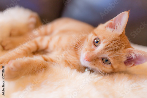 子猫の視線