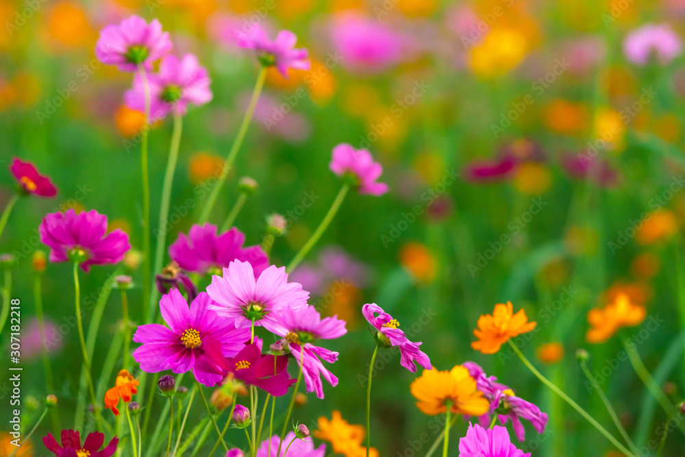 Beautiful pink cosmos flowers blooming in the garden on nature background