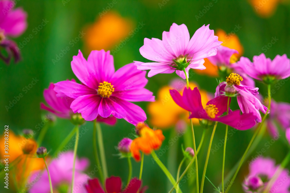 Beautiful pink cosmos flowers blooming in the garden on nature background Beautiful pink cosmos flowers blooming in the garden on nature background