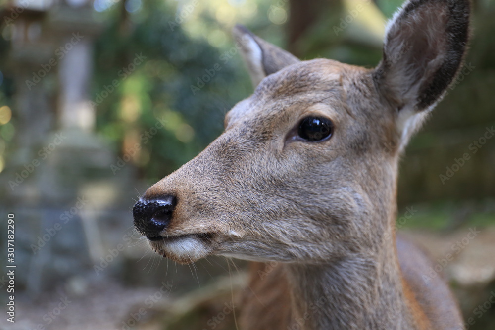 Nara Park in Nara Prefecture, Japan and the scenery of deer living in the park Nara Park in Nara Prefecture, Japan and the scenery of deer living in the park