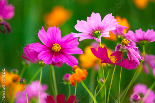 Beautiful pink cosmos flowers blooming in the garden on nature background