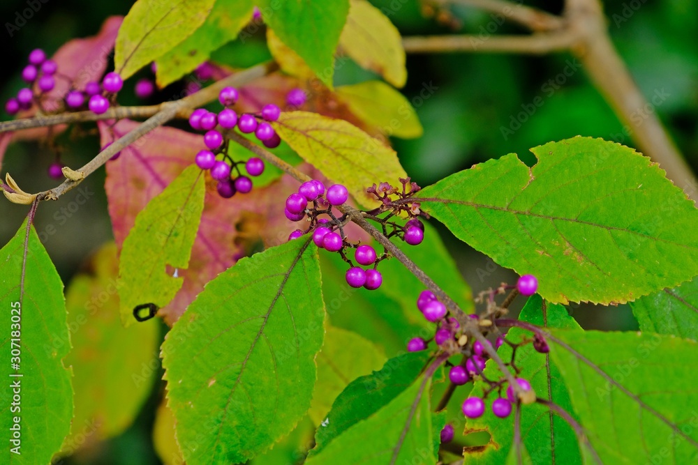 Shrub Callicarpa (Lamiaceae, Bush purple berries) with purple berries with green leaves background. Shrub Callicarpa (Lamiaceae, Bush purple berries) with purple berries with green leaves background.