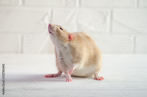Light brown little rat sits and sniffing air on a white floor with a brick wall, symbol of new year 2020