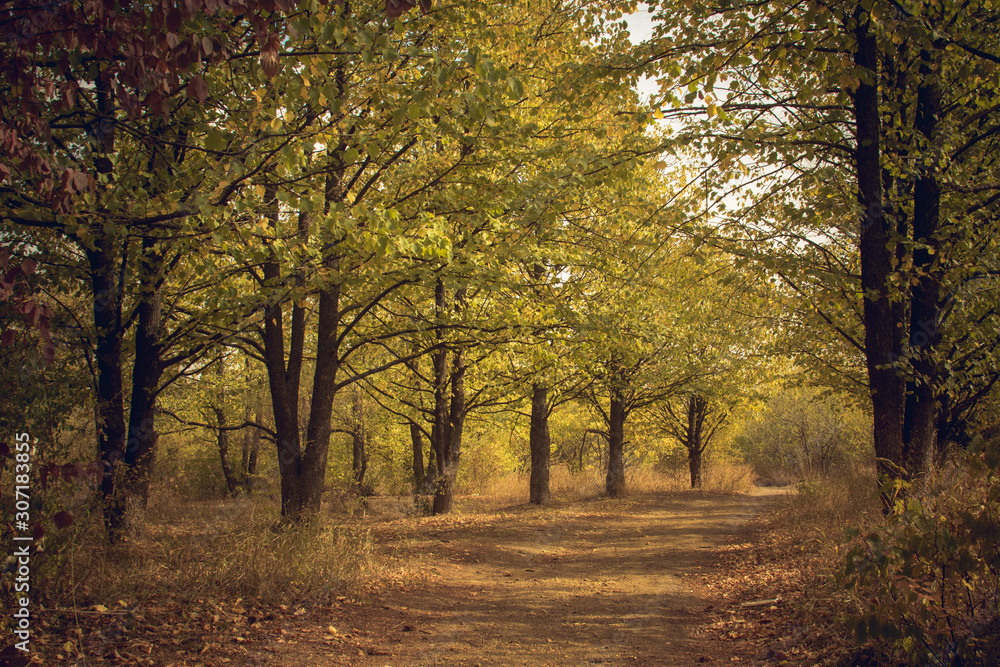 beautiful road in autumn forest