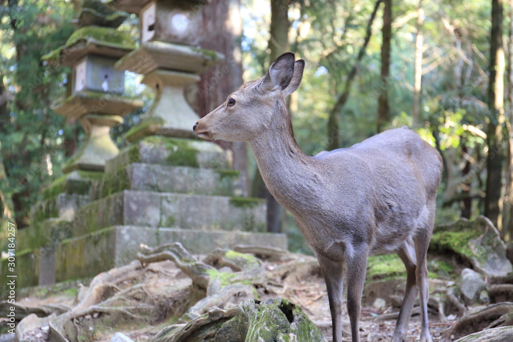 Nara Park in Nara Prefecture, Japan and the scenery of deer living in the park Nara Park in Nara Prefecture, Japan and the scenery of deer living in the park