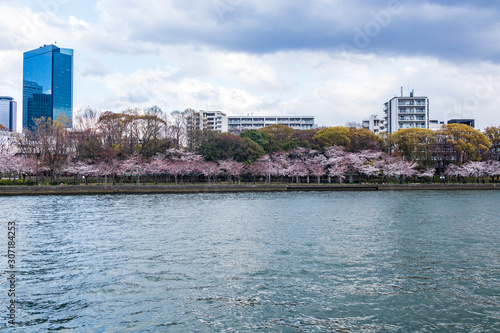 Spring Osaka city view (cherry blossoms on the opposite bank) from Okawa River. photo