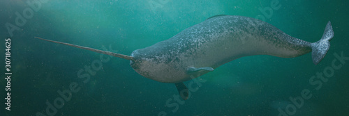 Leinwand Poster Narwhal, male Monodon monoceros swimming in the ocean