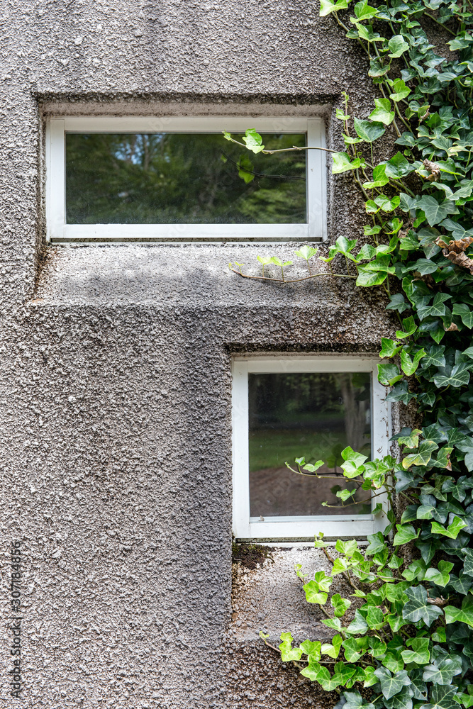 窓と蔦植物