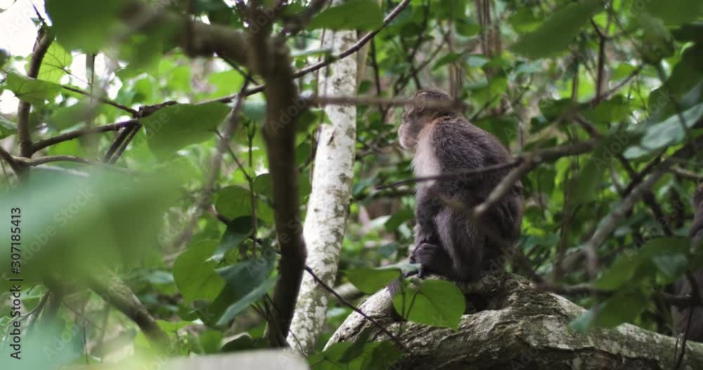 A monkey sitting in a tree and minding his own business. It is a formosan rock macaque and can be found in Shoushan, Kaohisung / Taiwan. A monkey sitting in a tree and minding his own business. It is a formosan rock macaque and can be found in Shoushan, Kaohisung / Taiwan.