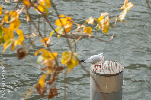 Une mouette sur le haut d'un pylone avec les pattes dans des pics en acier pour éviter que les oiseaux se posent dessus. photo