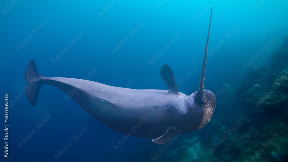 Narwhal, Monodon monoceros swimming in the ocean