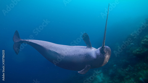 Narwhal, Monodon monoceros swimming in the ocean photo