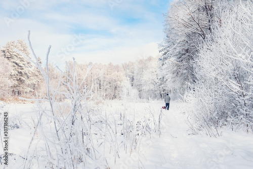 A man walks with his dog in the snow-covered beautiful forest in the distance. Magnificent snow-covered Christmas landscape