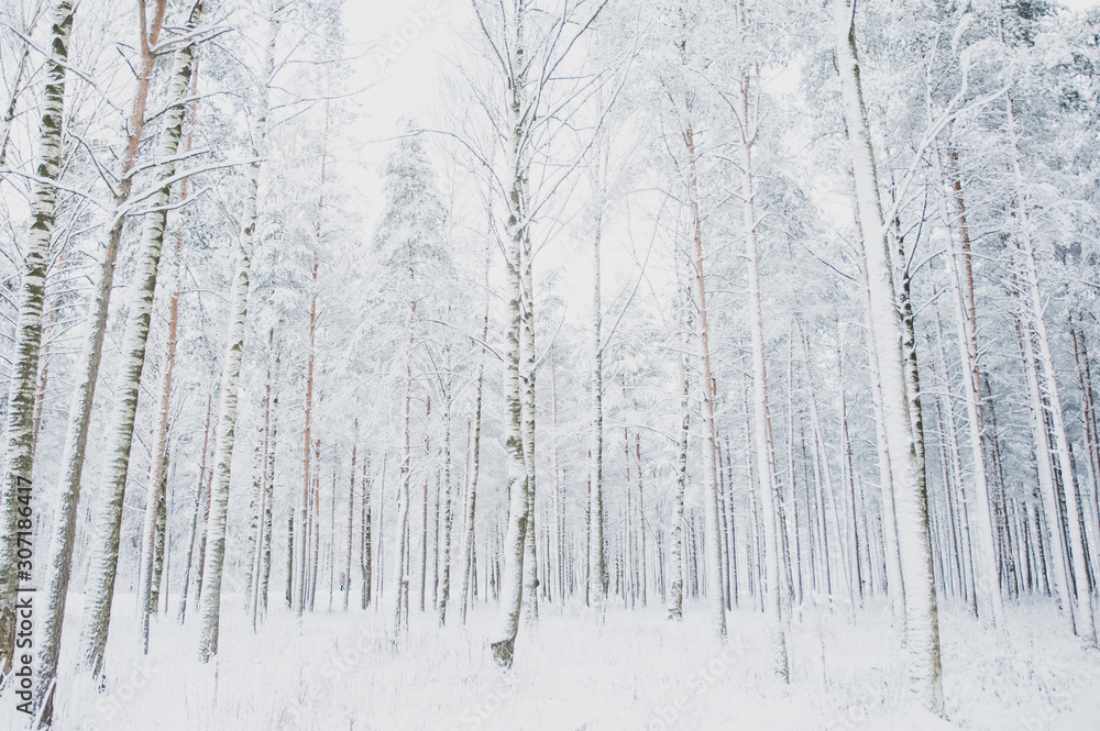 Fabulous winter landscape, Christmas trees in the snow, cold, snow winter Fabulous winter landscape, Christmas trees in the snow, cold, snow winter