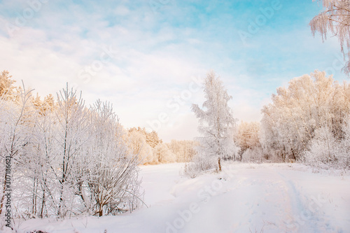 Winter Christmas picturesque background with copy space. Snowy landscape with trees covered with snow, outdoors