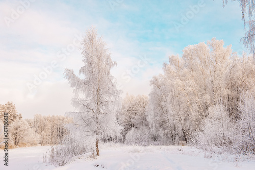 Winter Christmas picturesque background with copy space. Snowy landscape with trees covered with snow, outdoors © oksanamedvedeva